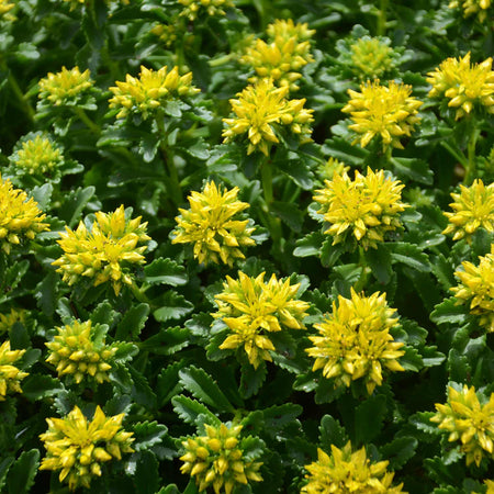 Sedum 'Little Miss Sunshine' - 3 Garden Ready Plug Plants