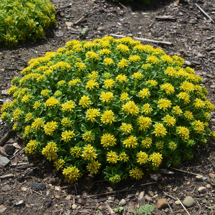 Sedum 'Little Miss Sunshine' - 3 Garden Ready Plug Plants