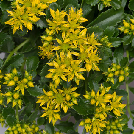 Sedum 'Little Miss Sunshine' - 3 Garden Ready Plug Plants