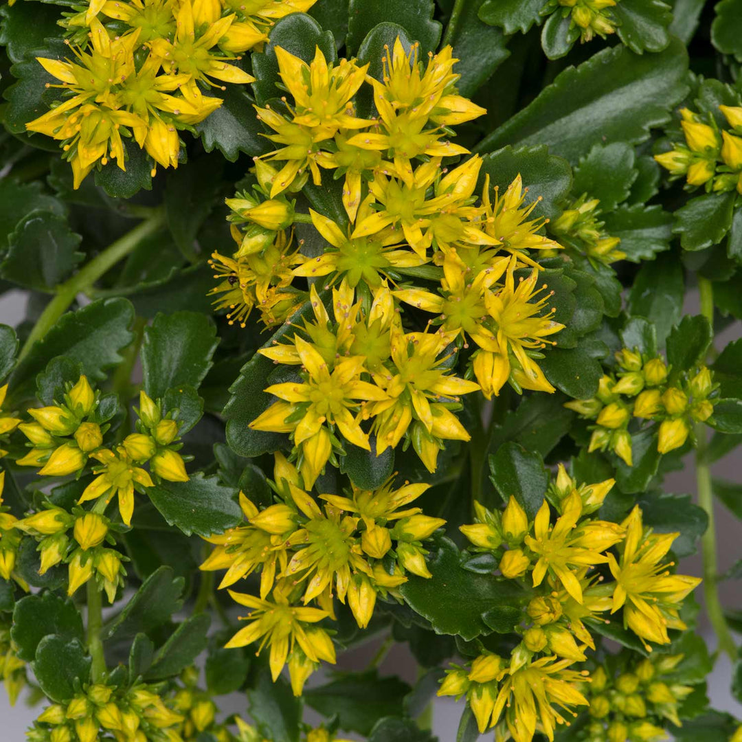 Little Miss Sunshine Sedum Perennial