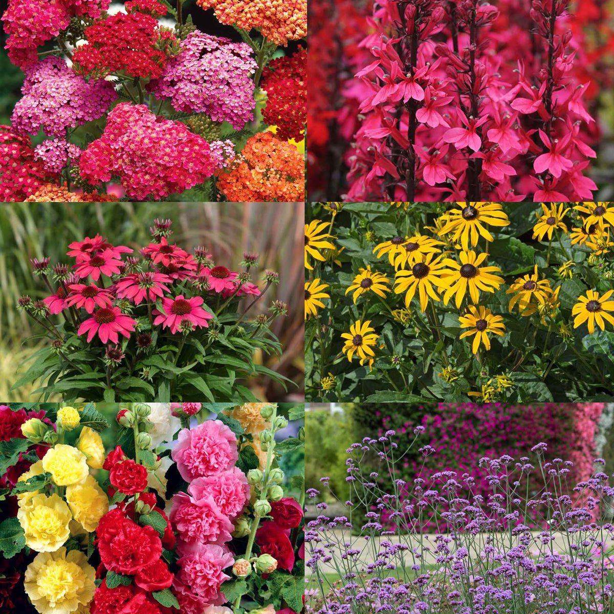 Marshalls 'Cottage Garden' Selection - 6 Garden Ready Plants | Buy ...