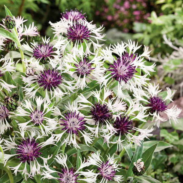 Centaurea Plant 'Amethyst in Snow'