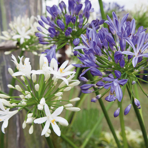 Agapanthus Bare Root 'Blue and White' Mix