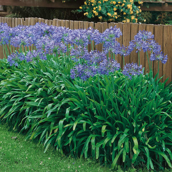 Agapanthus Bare Root 'Blue'