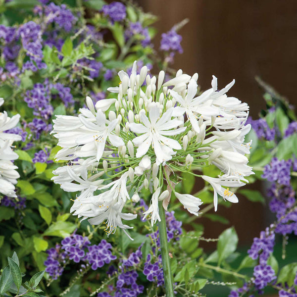 Agapanthus Bare Root 'White'