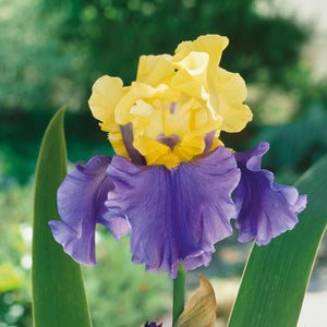 Buy Iris germanica Edith Wolford Bare Root Online Marshalls