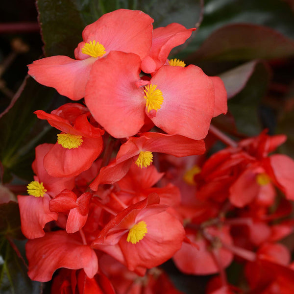 Begonia Plant 'Megawatt Red Bronze Leaf'