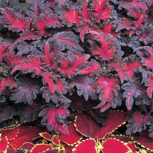 Coleus Plant 'Black Dragon'