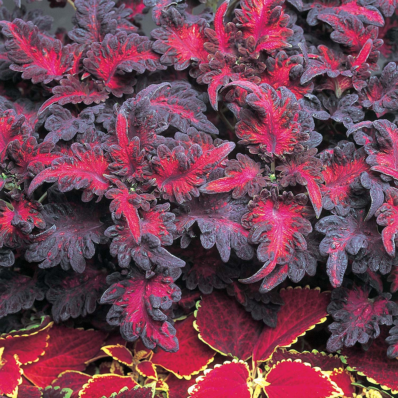 Coleus 'Black Dragon' 6 Plugs Buy Coleus Plants Online Coleus