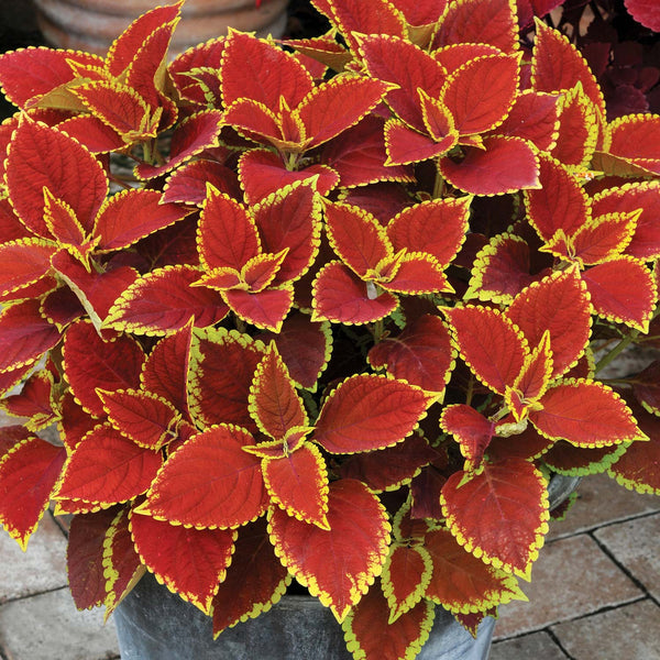 Coleus Plant Sunfighter 'Trusty Rusty'