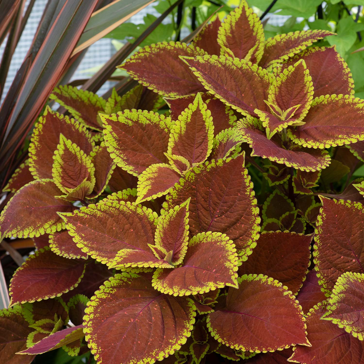 Coleus Sunfighter ‘Trusty Rusty’ x 6 Super Plugs | Buy Coleus Plants
