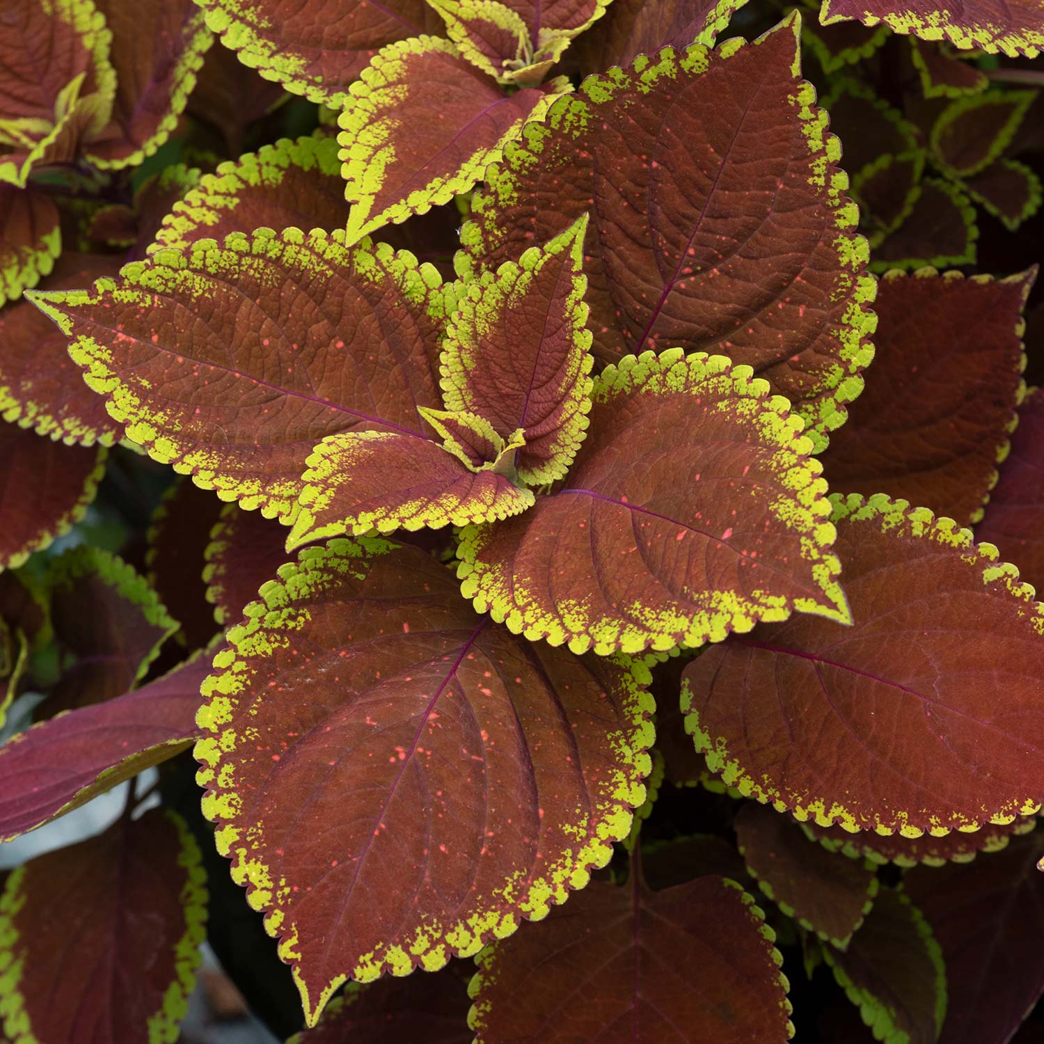 Coleus Sunfighter 'Trusty Rusty' x 6 Super Plugs Buy Coleus Plants