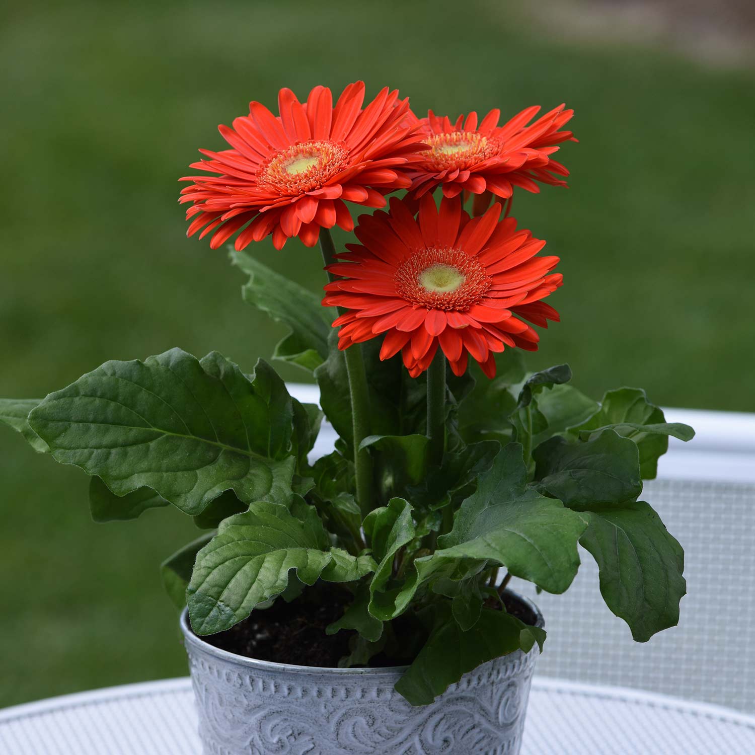 Store Gerbera Plant