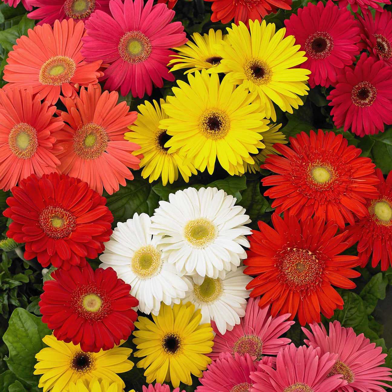 Gerbera 'Mega Revolution' x 6 Super Plugs Buy Gerbera Plants Online