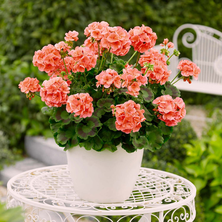 Geranium Plant 'Trend Salmon' 6 x Super Plug Plants Buy Geranium Plants Online Geranium
