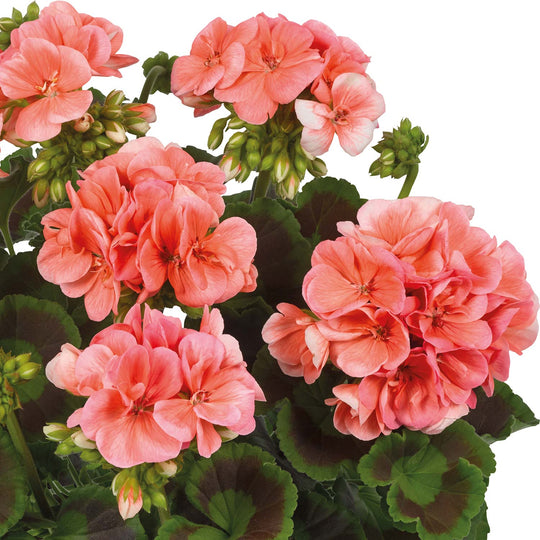 Geranium Plant 'Trend Salmon' 6 x Super Plug Plants Buy Geranium Plants Online Geranium