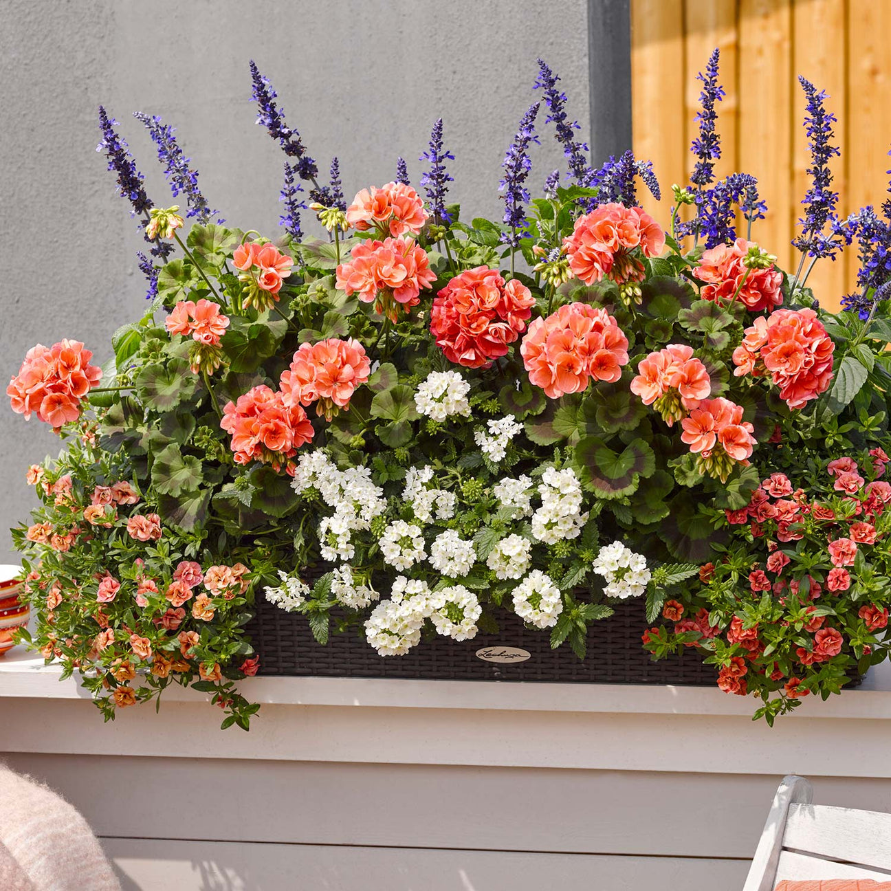 Geranium Plant 'Trend Salmon' 6 x Super Plug Plants Buy Geranium Plants Online Geranium