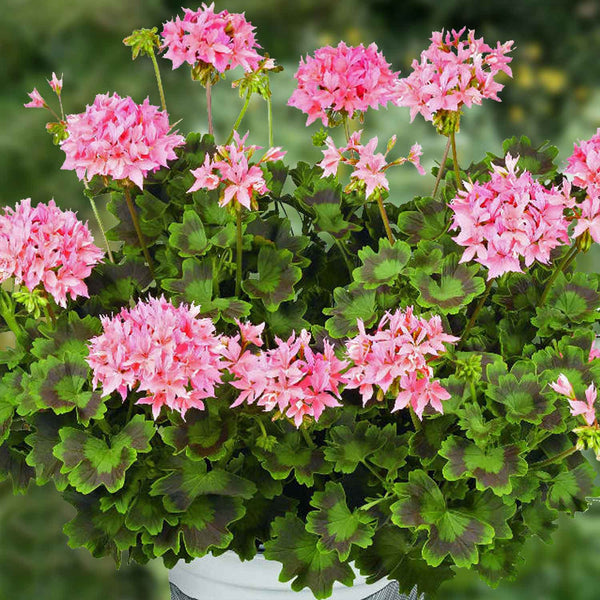 Geranium Plant 'Summer Twist Rose'