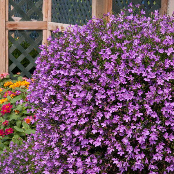 Lobelia Plant 'Waterfall Lavender'