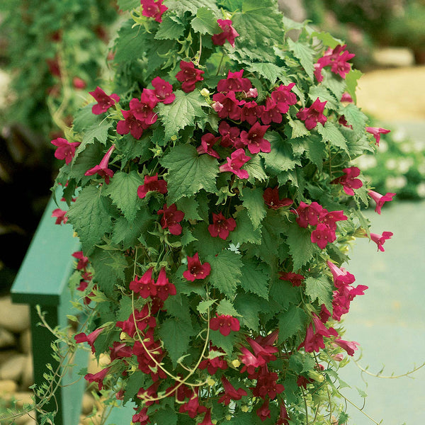 Lofos Plant 'Wine Red'