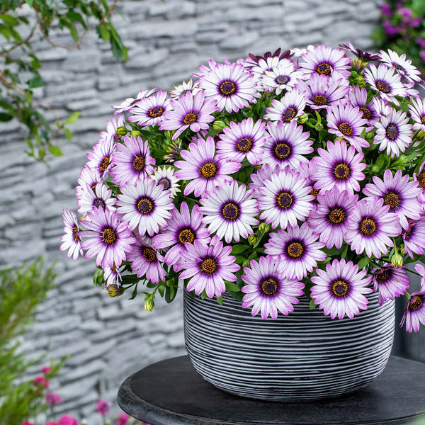 Osteospermum Plant 'Purple Reflection'