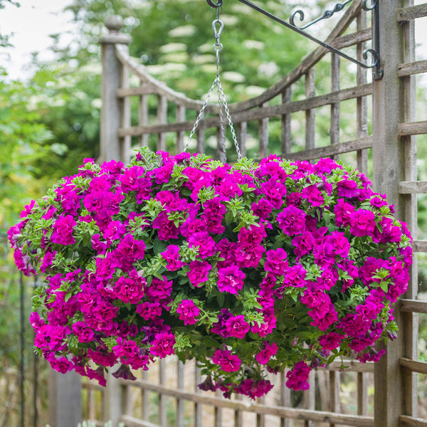 Petunia Plant Tumbelina 'Savanna'