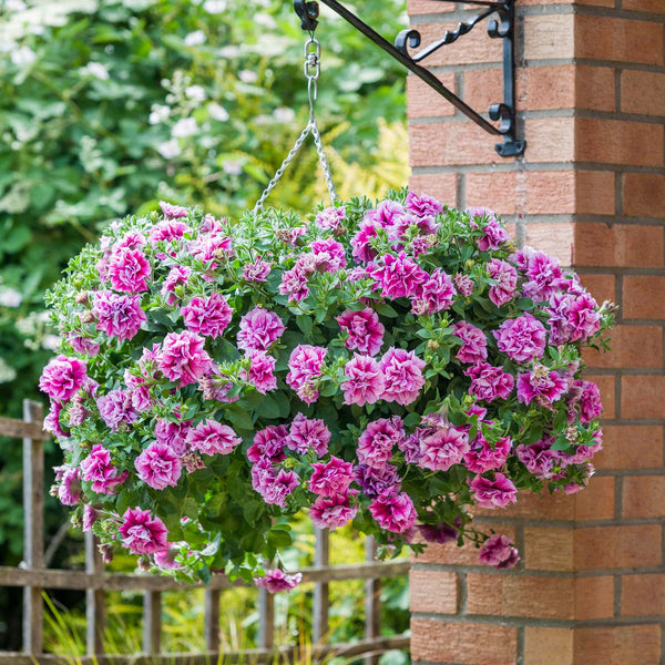 Petunia Plant Tumbelina 'Helena'