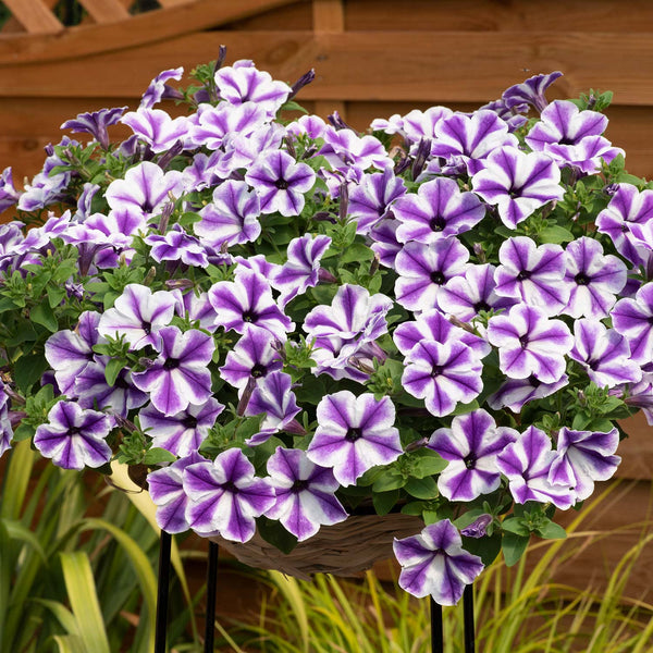 Petunia Plant Surfinia 'Blue Lagoon Star'