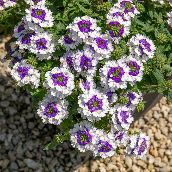 Verbena Plant 'Showboat Blue Fizz'