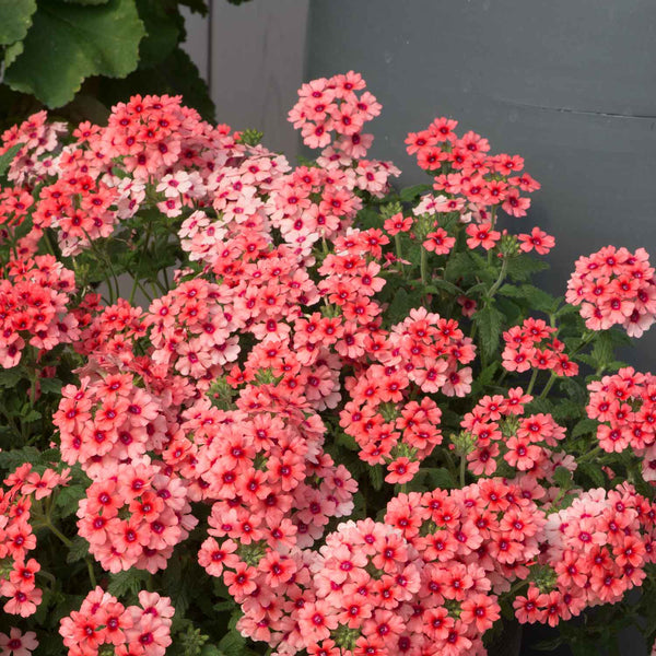 Verbena Plant 'Showboat Mango' Orange