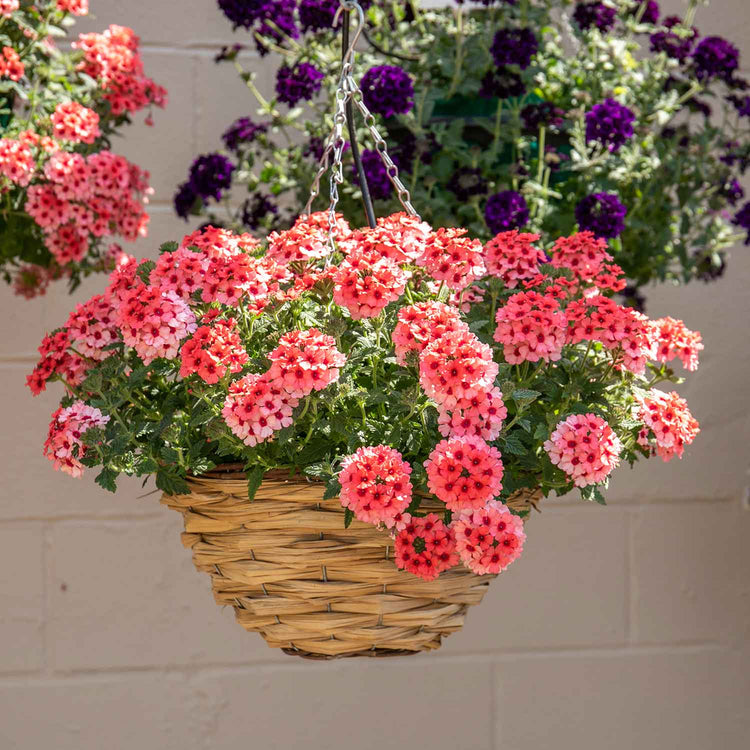 Verbena Plant 'Showboat Mango' Orange