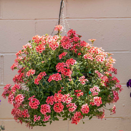 Verbena Plant 'Showboat Mango' Orange