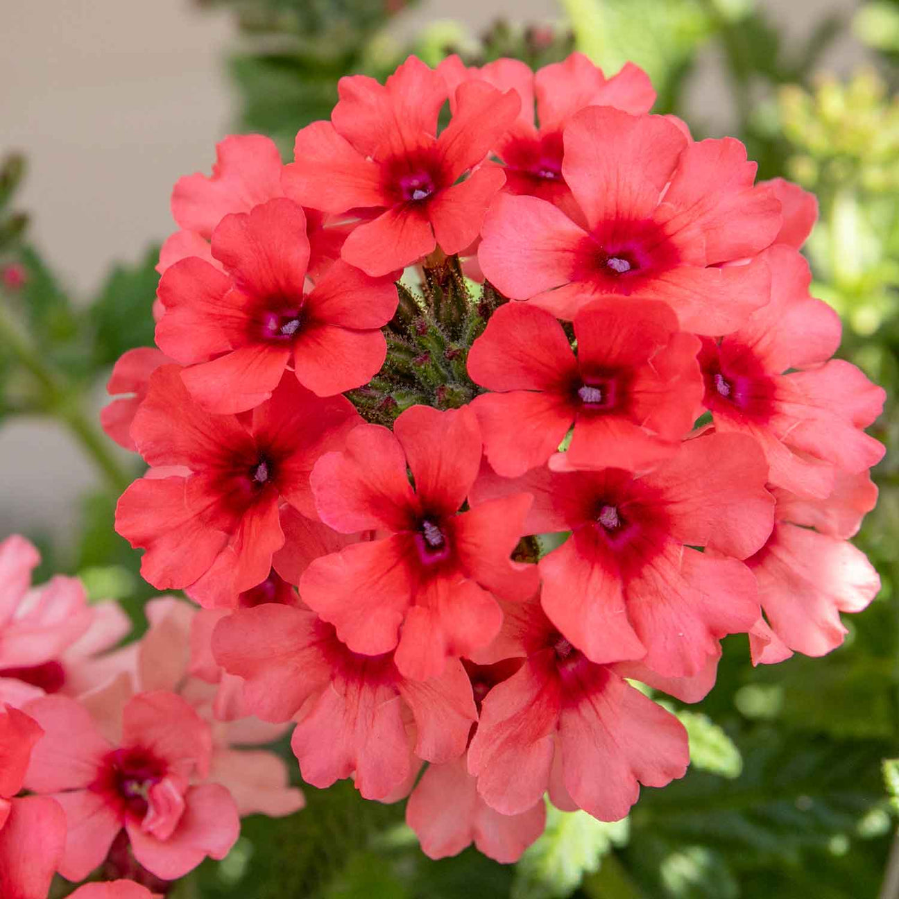 Verbena Plant 'Showboat Mango' Orange 6 x Super Plug Plants Buy