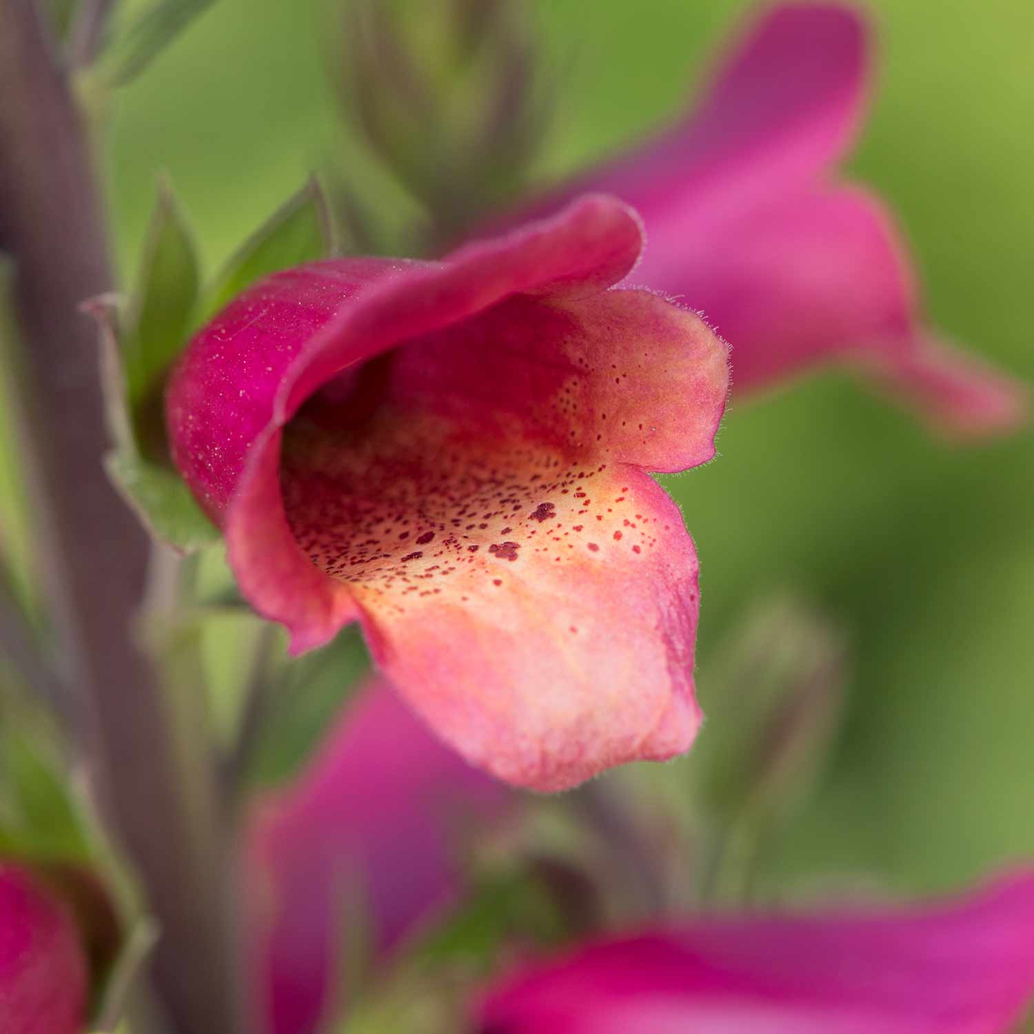 Digitalis 'Foxlight Ruby Glow' 3 Garden Ready Plants Buy Foxglove
