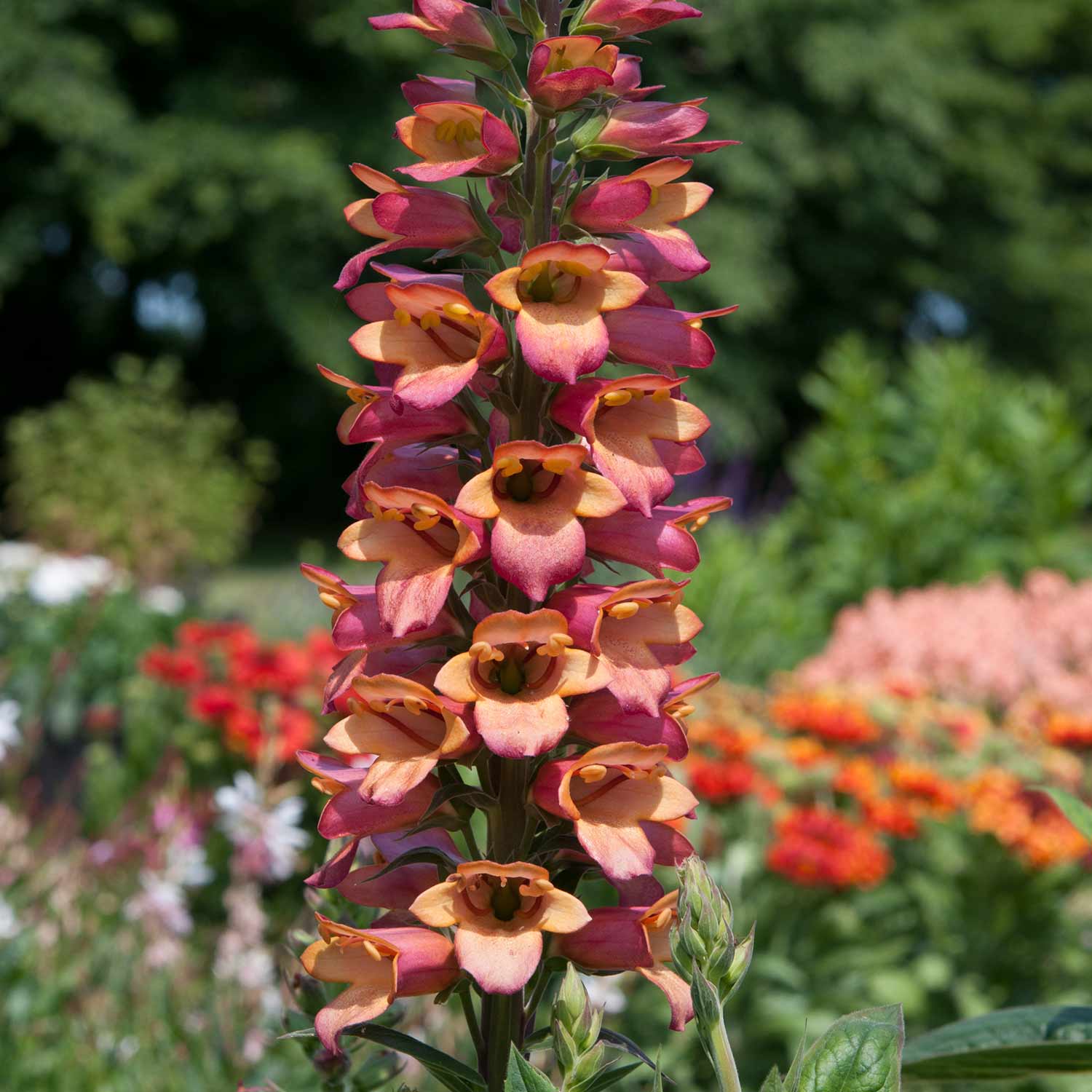 Digitalis 'Foxlight Ruby Glow' 3 Garden Ready Plants Buy Foxglove
