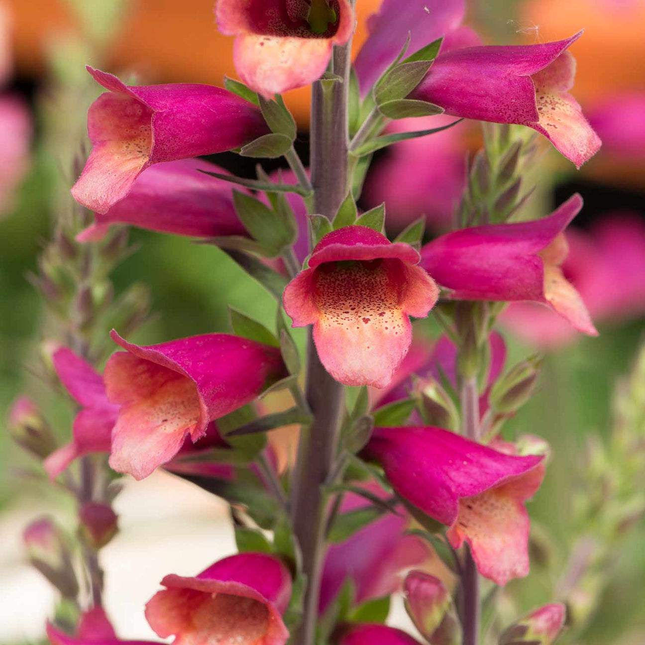 Digitalis 'Foxlight Ruby Glow' 3 Garden Ready Plants Buy Foxglove