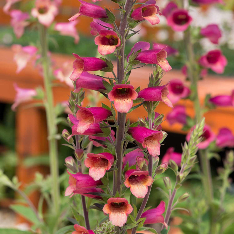 Digitalis 'Foxlight Ruby Glow' 3 Garden Ready Plants Buy Foxglove