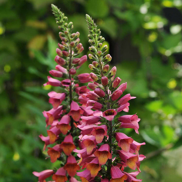 Digitalis Plant 'Foxlight Ruby Glow'