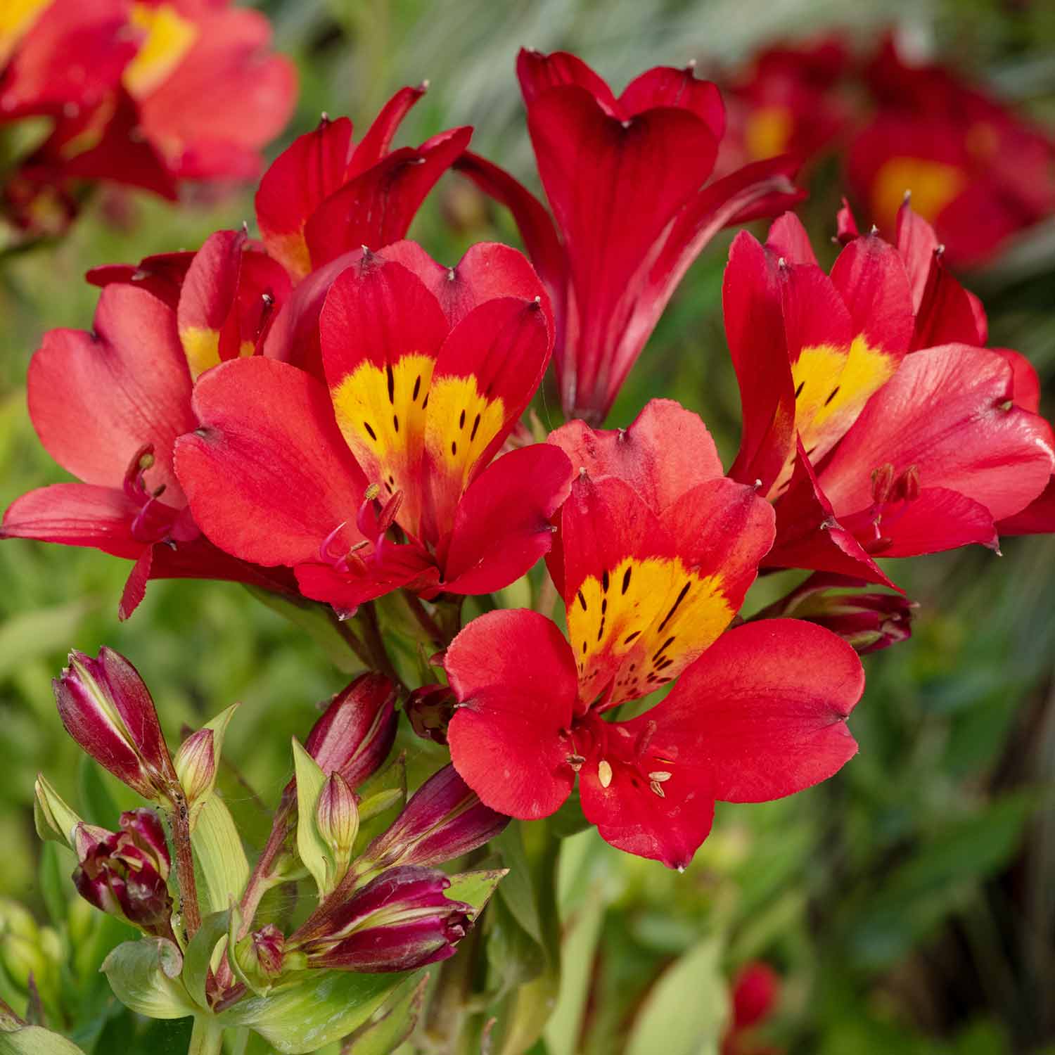 Alstroemeria Plant 'Summer Heat' 3 x Garden Ready Plug Plants Buy
