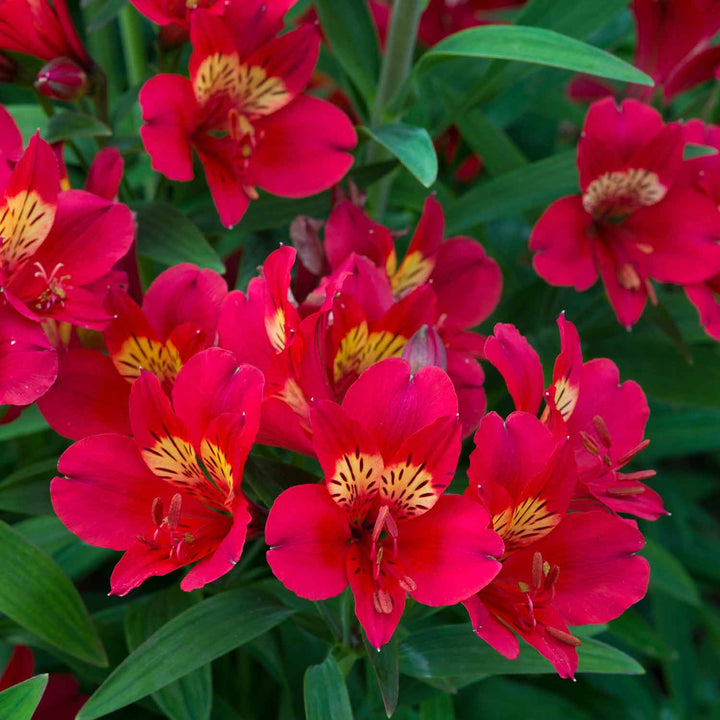 Alstroemeria Plant 'Summer Heat' 3 x Garden Ready Plug Plants Buy