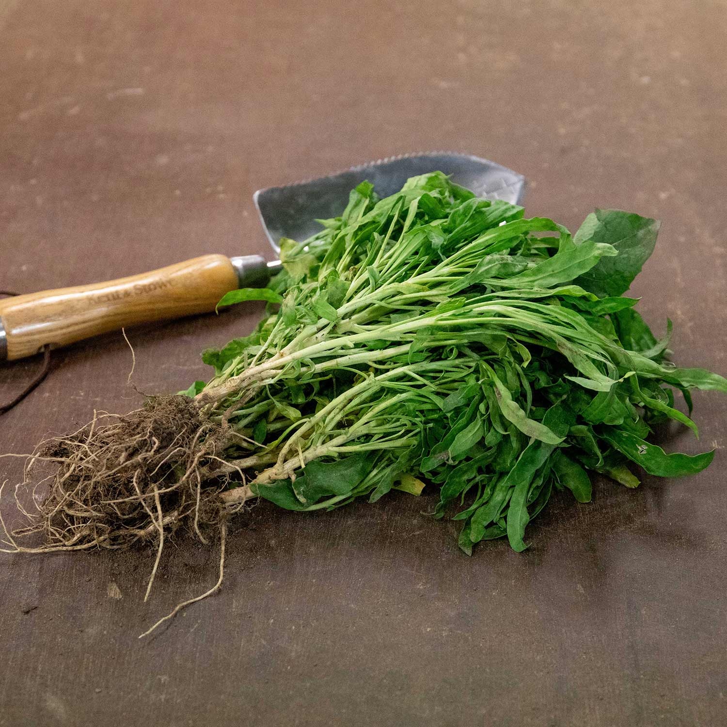 Wallflower Plants Dwarf Mixed 10 Bare Root Plants Buy Wallflower