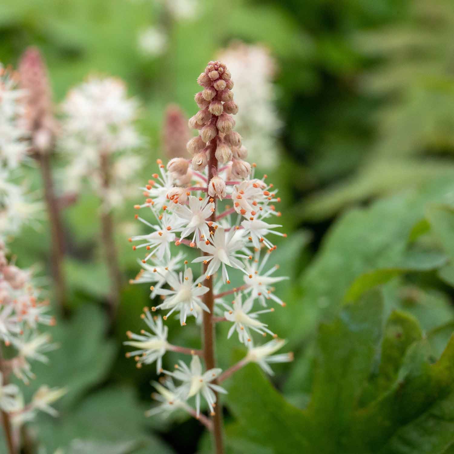 Tiarella Pink 'Skyrocket' - 2L Plant | Buy Tiarella Plants Online ...