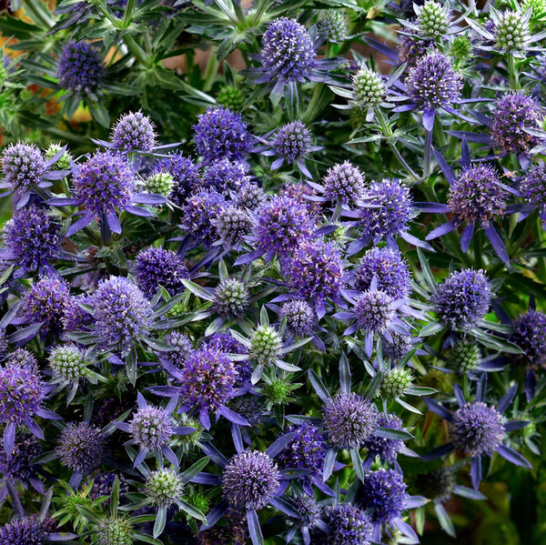 Eryngium Plant 'Blue Hobbit'