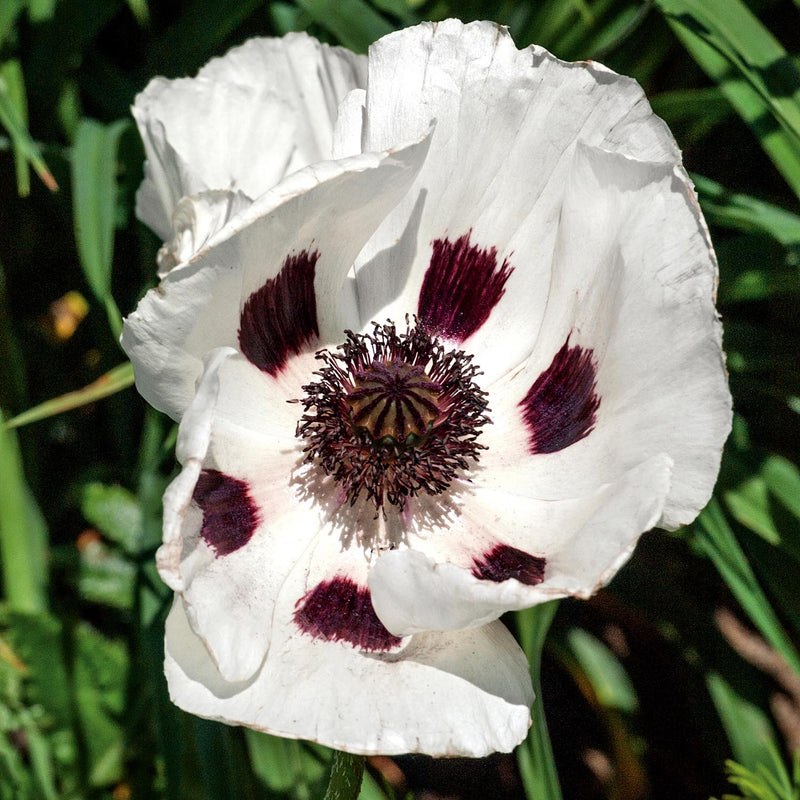 Papaver orientale 'Royal Wedding'