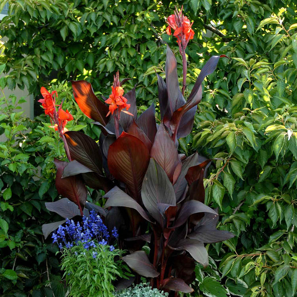 Canna Plant 'Tropicana Black'