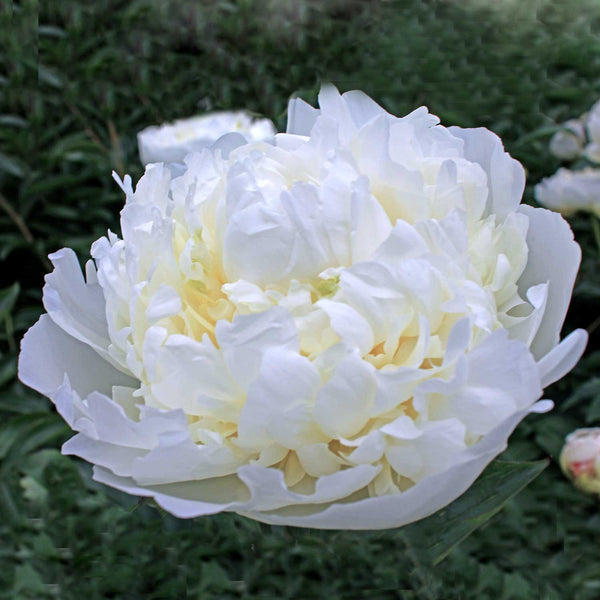 Peony Plant 'Lactiflora Duchess De Nemours'