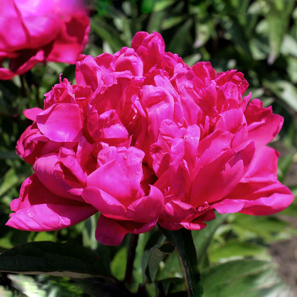 Paeonia Plant 'Lactiflora Karl Rosenfield Peony'