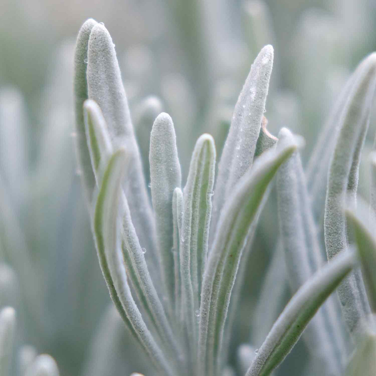 Lavender Plant 'Phenomenal' 1 x 9cm Potted Plant Buy Lavender
