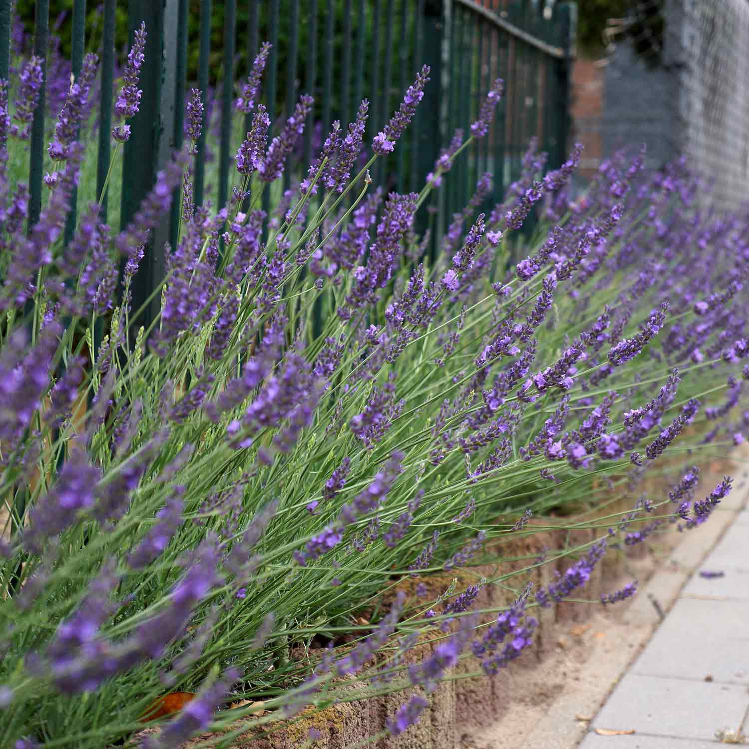 Lavender Plant 'Phenomenal' 1 x 9cm Potted Plant Buy Lavender