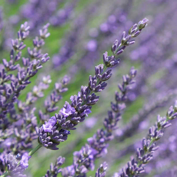 Lavender Plant 'Phenomenal'